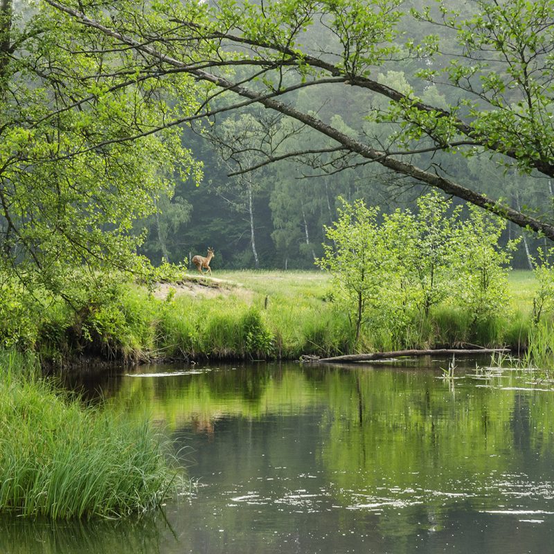 A deer in a field on the bay of a lake in the fore