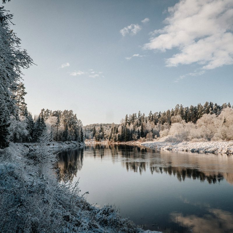 frozen-trees-forest-against-clear-sky-winter